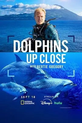 《摄影师贝尔蒂与海豚零距离》：一场治愈心灵的海洋奇遇，镜头下的生命之歌！